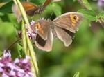 FZ006861 Meadow Brown butterfly (Maniola jurtina).jpg